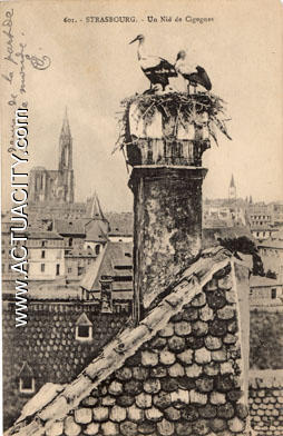 Strasbourg, cathédrale et nid de cigognes